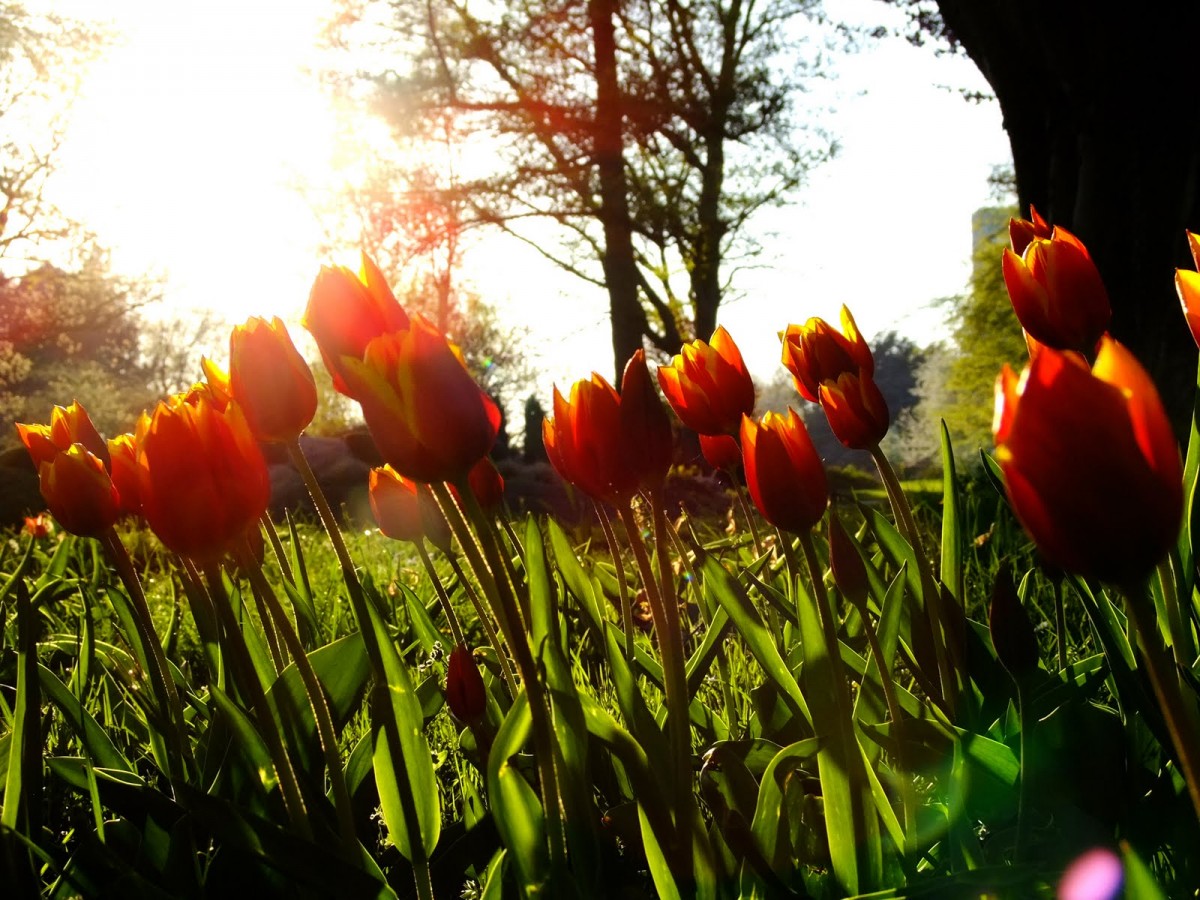 Leuchtender die Tulpen nie blüüüüüühen…