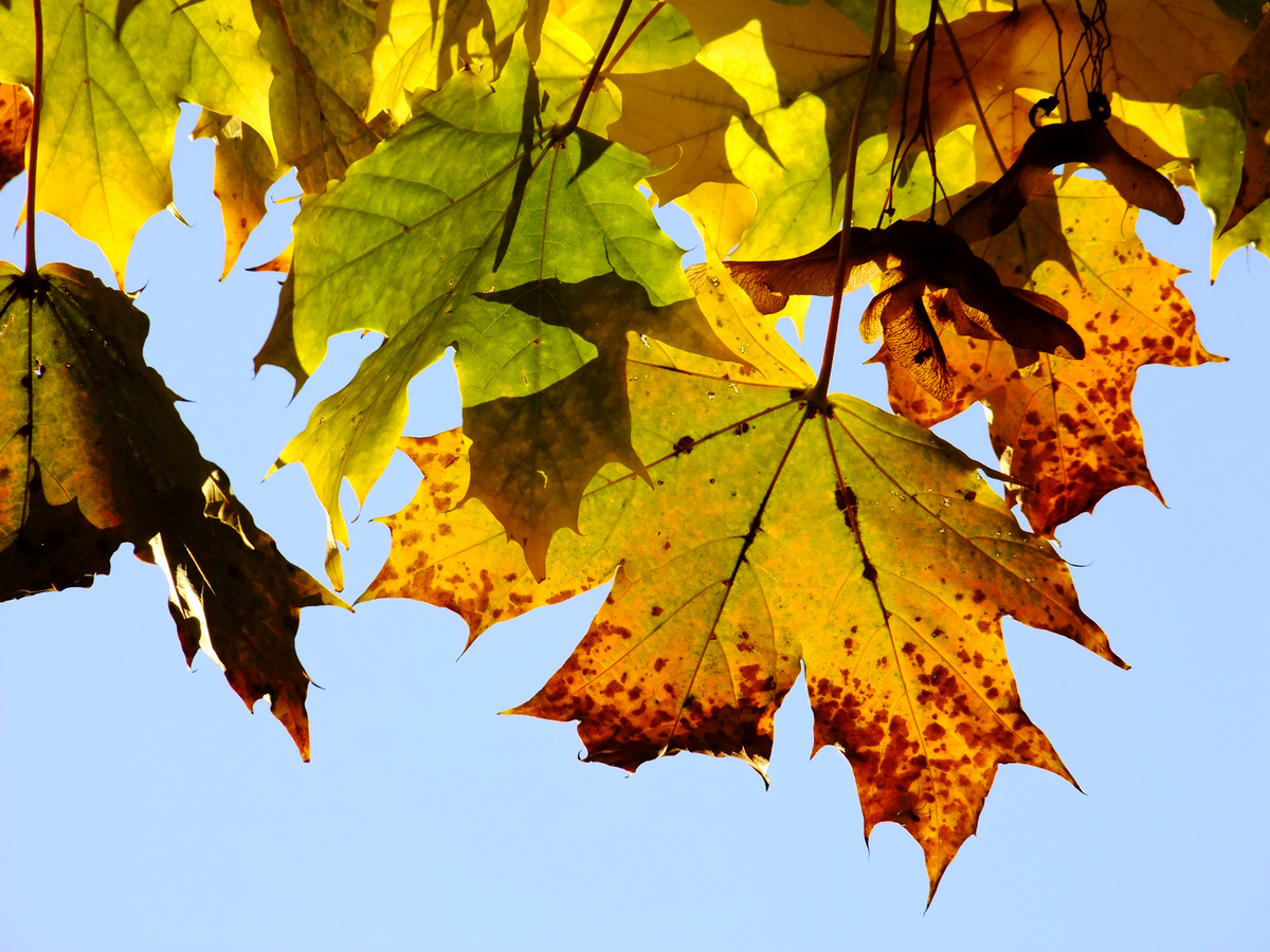 Goldener Herbst Kopfkino