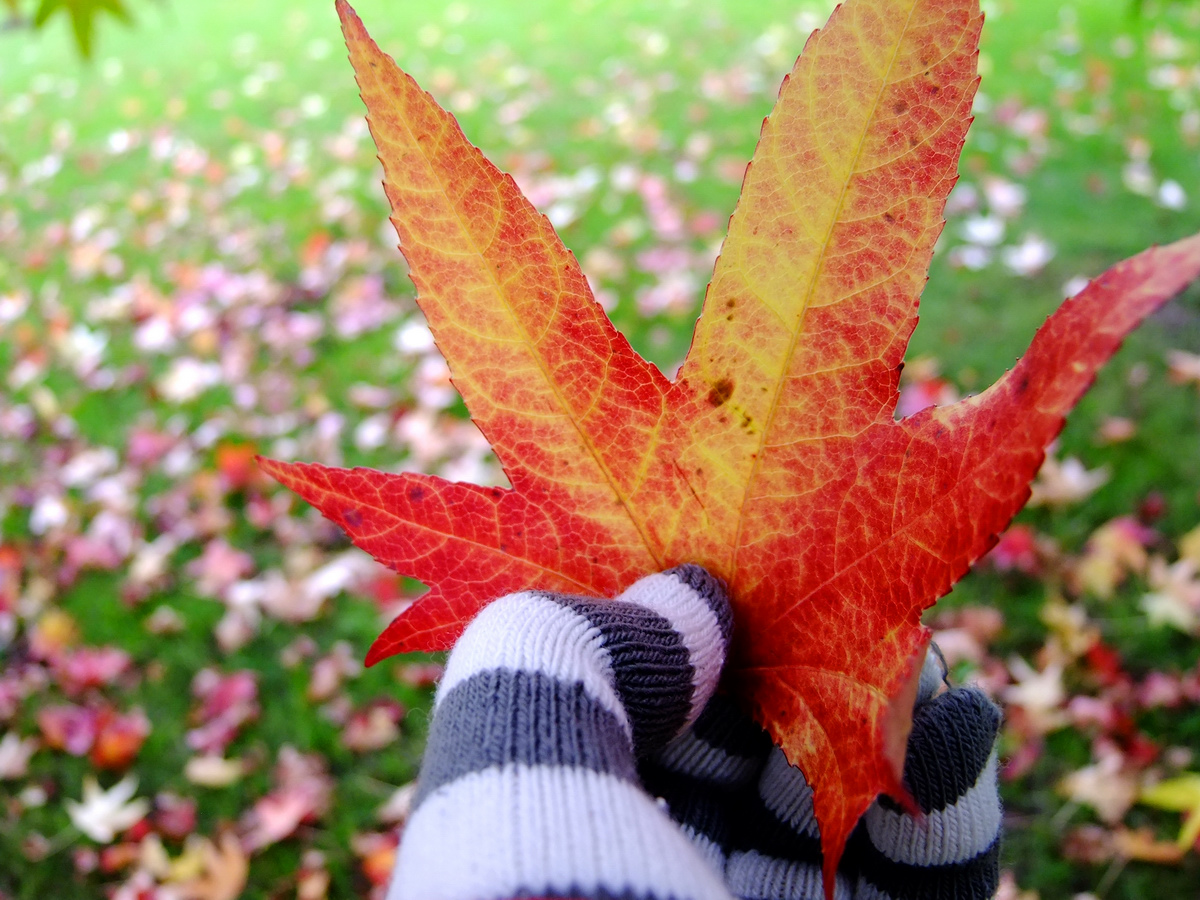 Die letzten Herbstblätter – Schwung Zwei