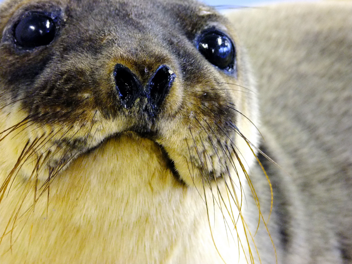 Seehund in dreifacher Ausführung