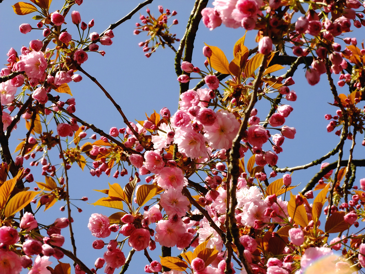 Von späten Kirschblüten und Begrünungsplänen