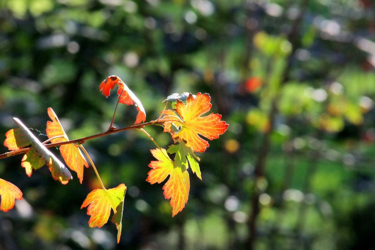 Wer geht mir mir spazieren?!