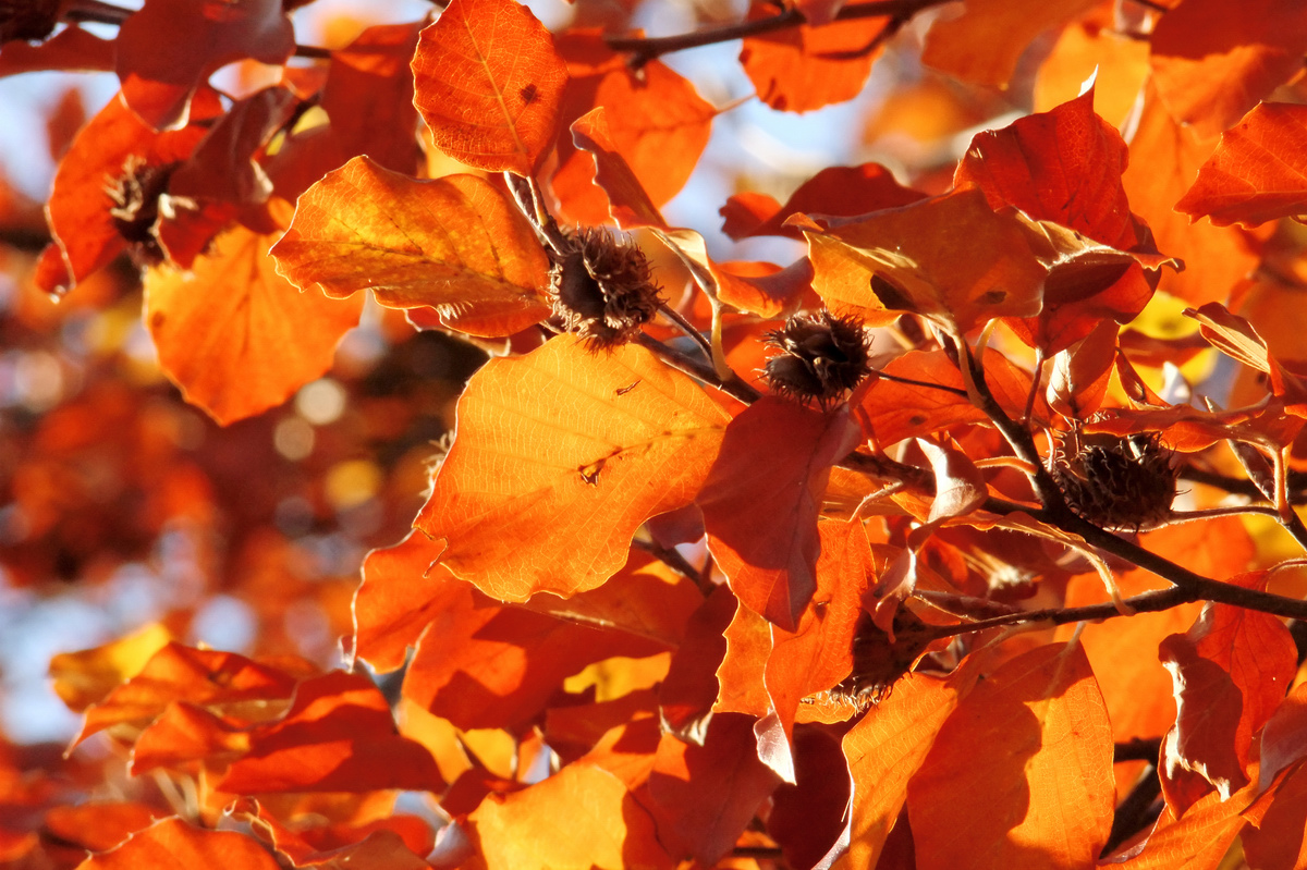 Dortmund im herbstlichen Farbtaumel, zweiter Teil