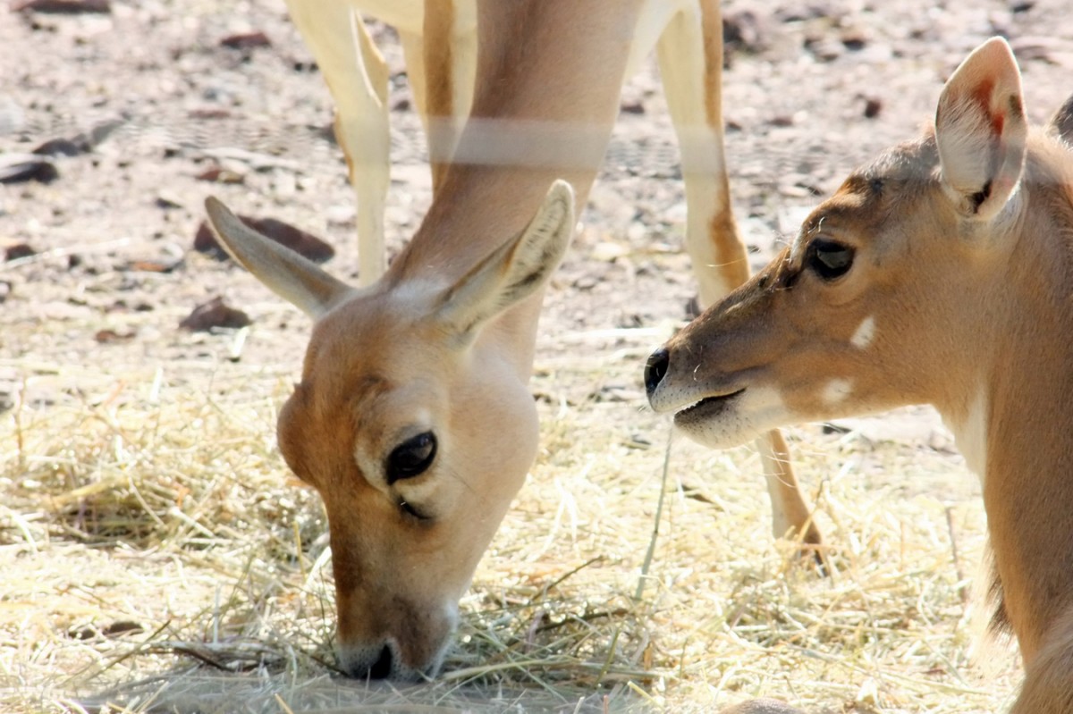 Liebe in Links – Ausgabe Nummer 22 (+ Zoocontent)