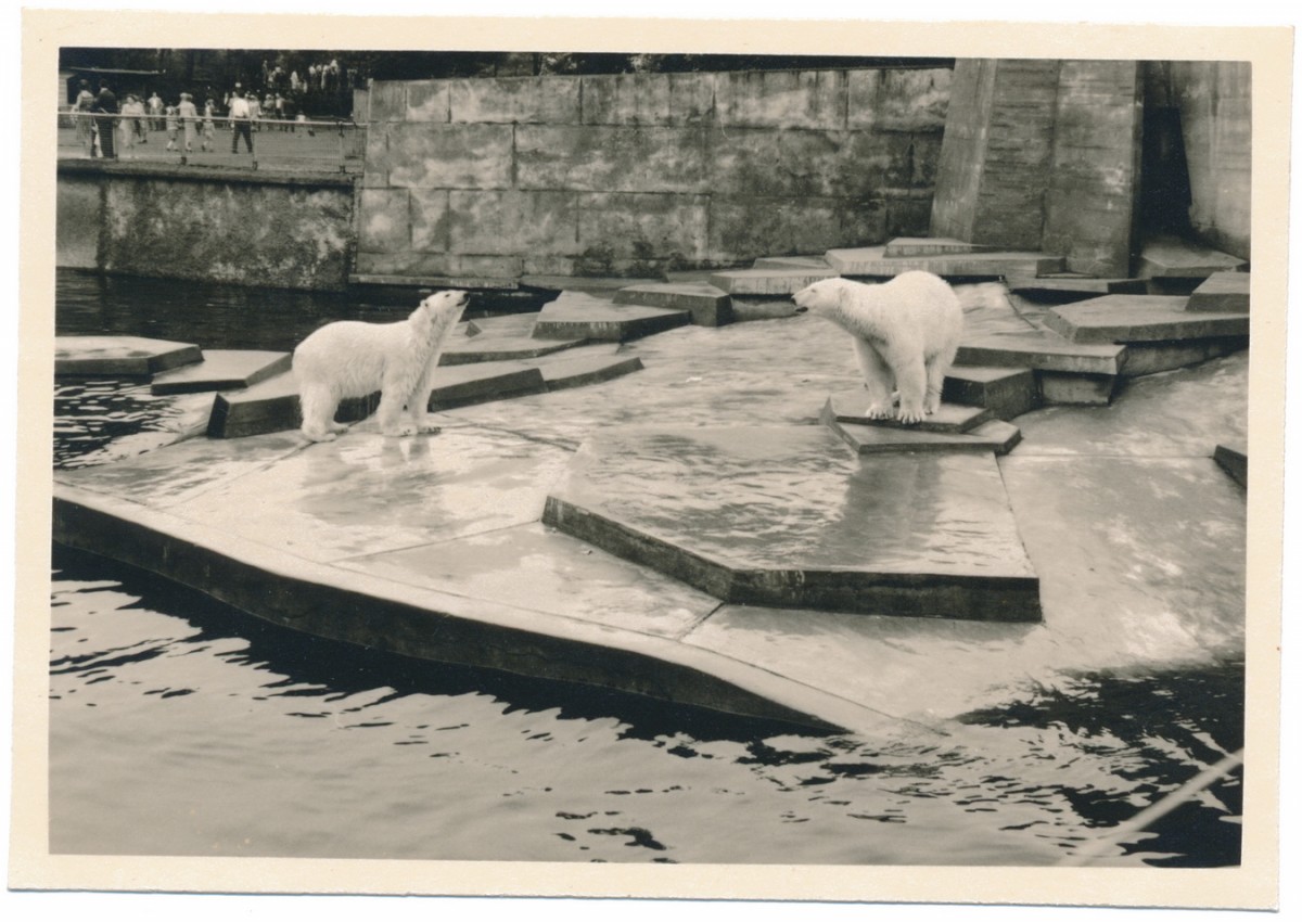 Steh in der Sonne und trommel auf der Brust rum