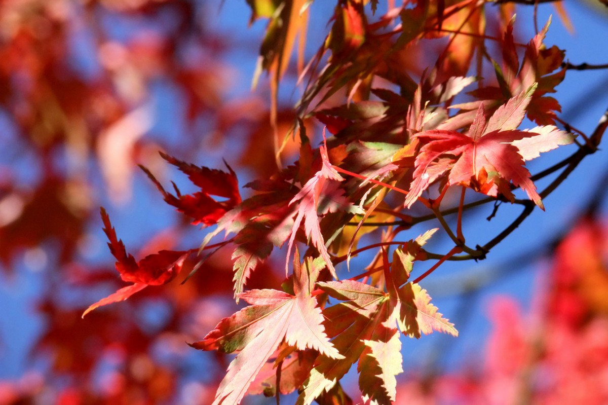 Gewaltbereite Jahreszeitenverprügler gesucht