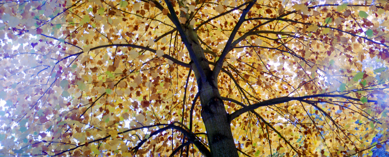 Goldener Herbst im Rombergpark - aufgenommen mit einer Lomography Horizon Perfekt