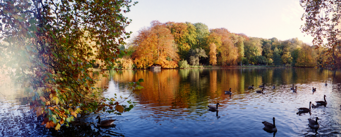 Goldener Herbst im Rombergpark - aufgenommen mit einer Lomography Horizon Perfekt