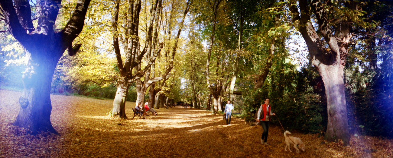 Goldener Herbst im Rombergpark - aufgenommen mit einer Lomography Horizon Perfekt