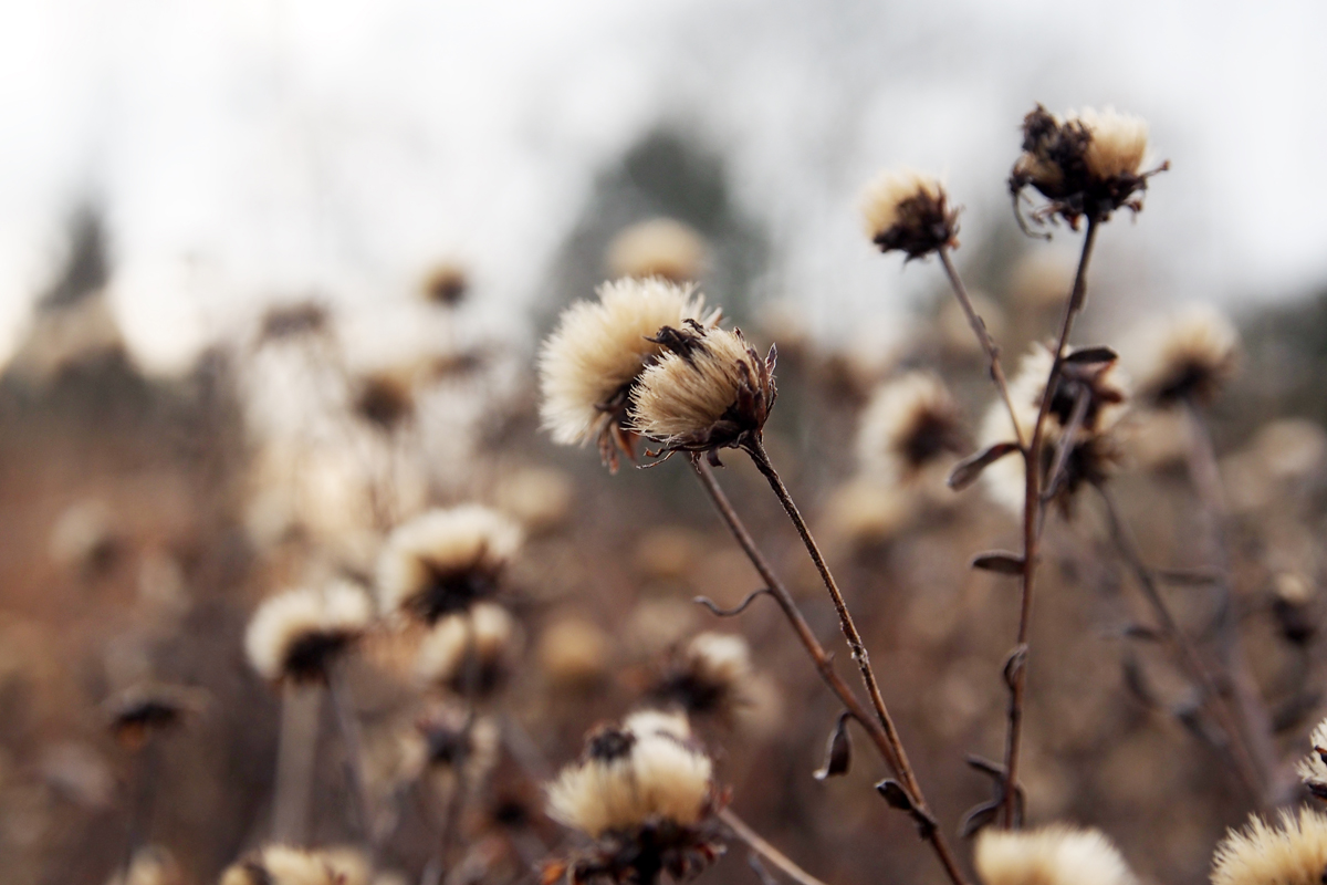 Winteransichten im Dortmunder Westfalenpark - by "Fee ist mein Name"