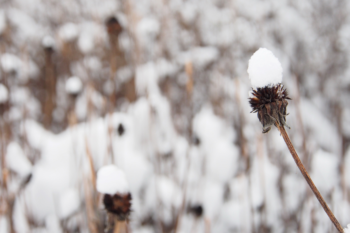 Vom Fokussieren und Zerstreuen. Und vom Winter.