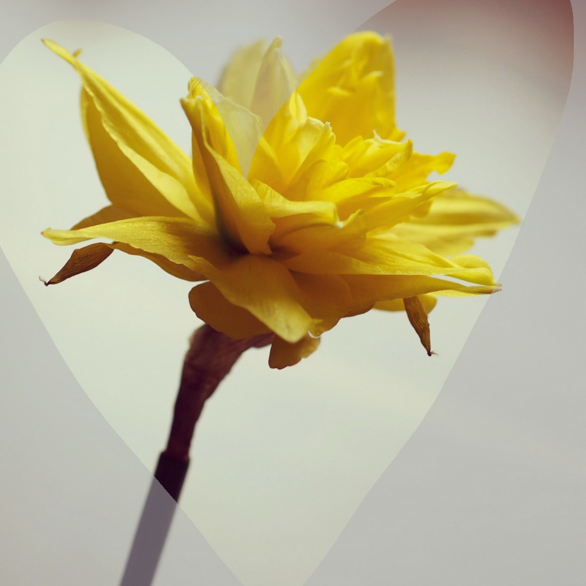 Liebe in Links – Ausgabe Nummer Zweiundfünfzig