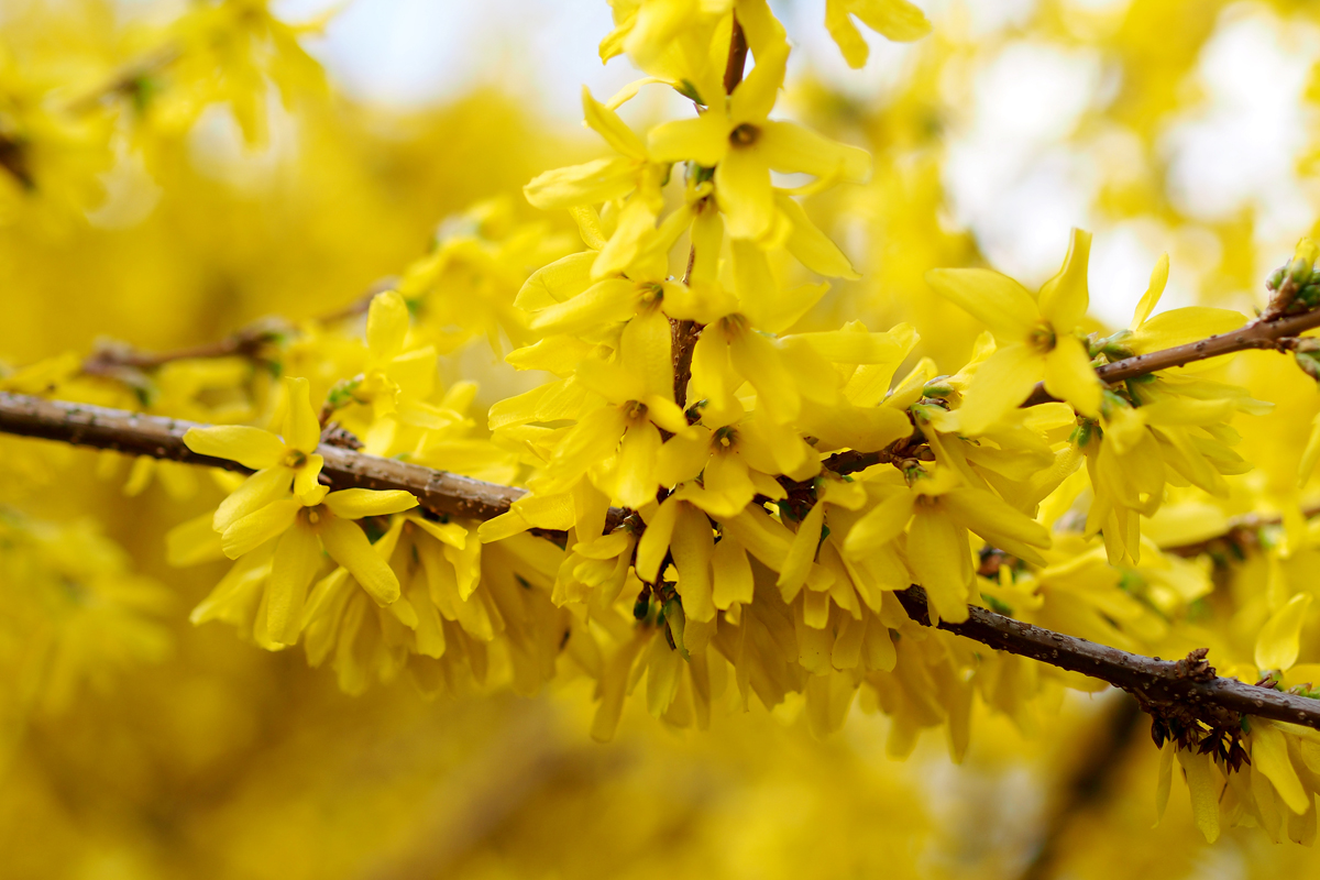 Frühling im Park - "Fee ist mein Name"