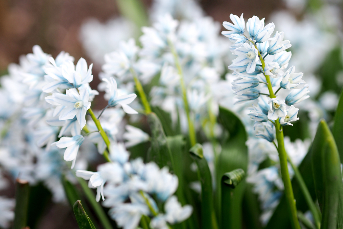 Frühling im Park - "Fee ist mein Name"