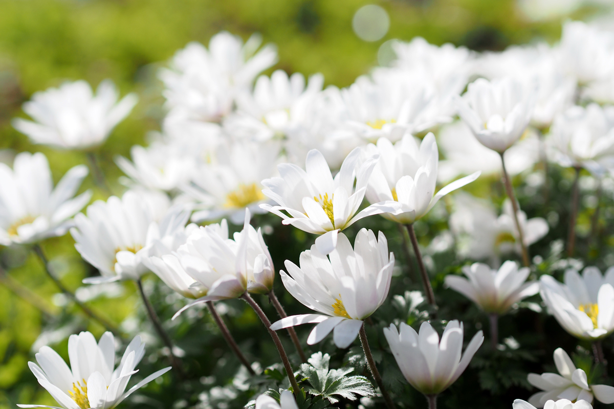 Frühling im Park - "Fee ist mein Name"