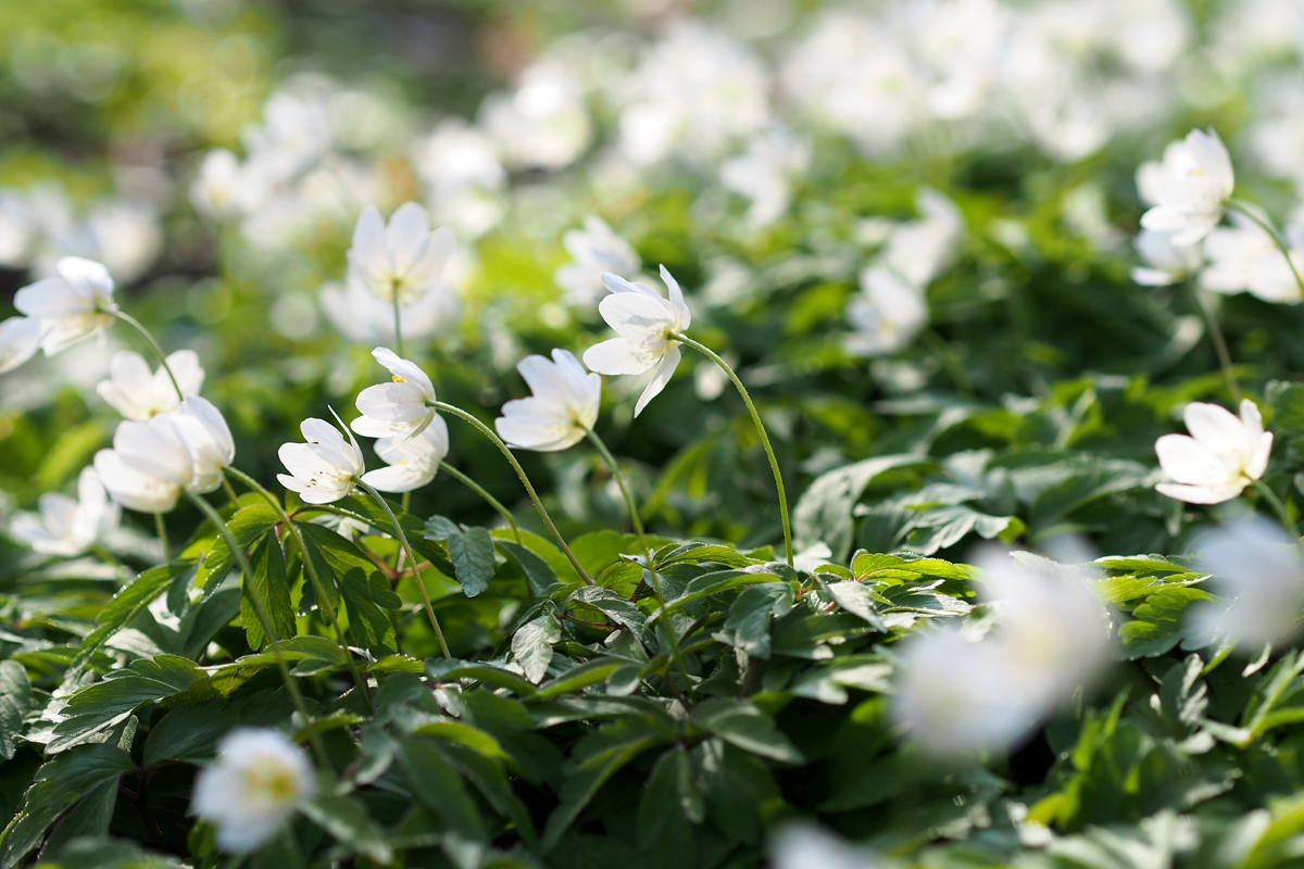 Frühling im Park - "Fee ist mein Name"