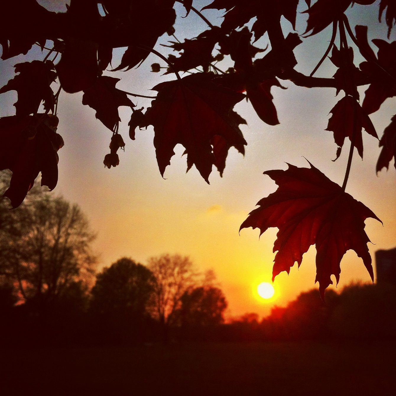 Sonnenuntergang im Westfalenpark - "Fee ist mein Name"