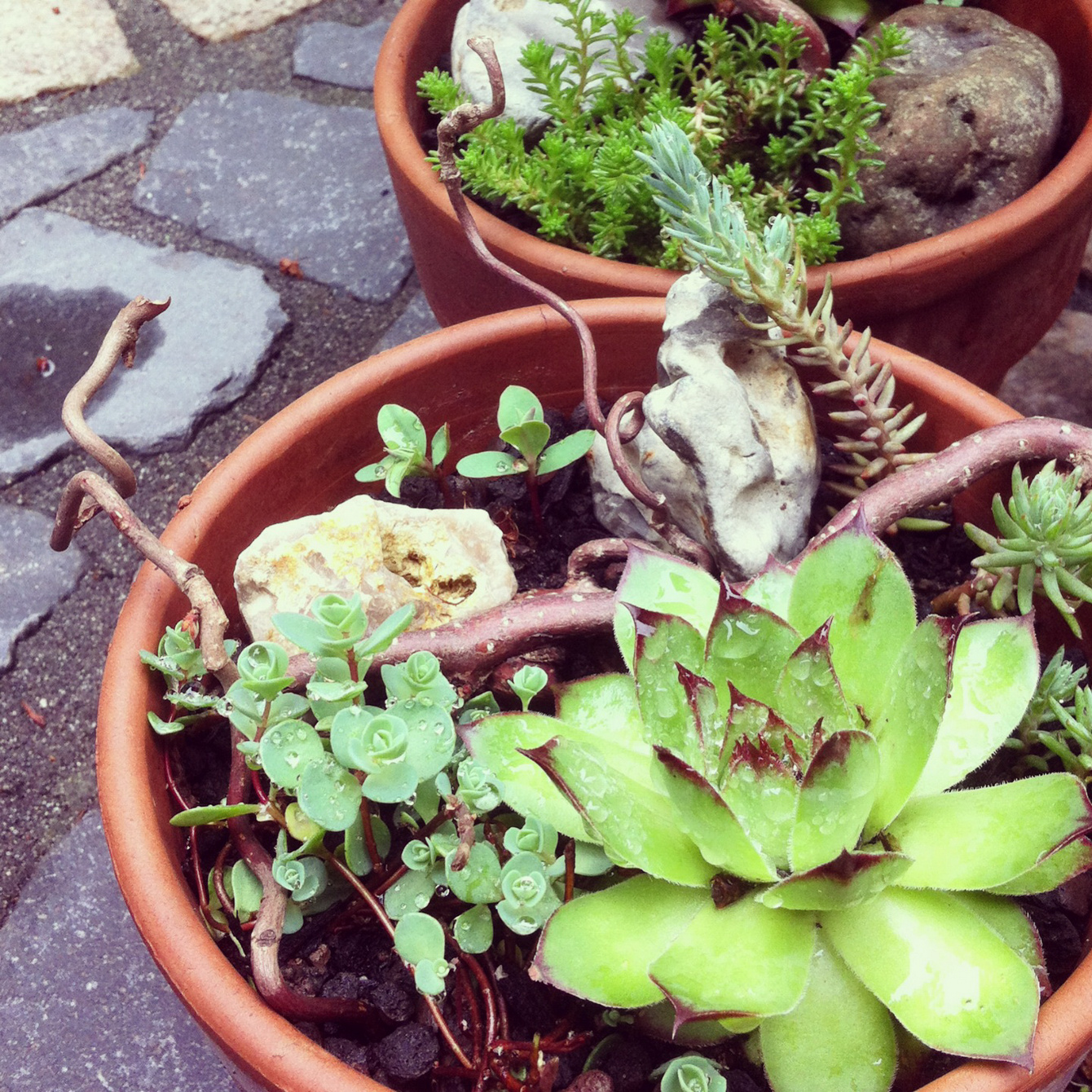 My new balcony plants - "Fee ist mein Name"