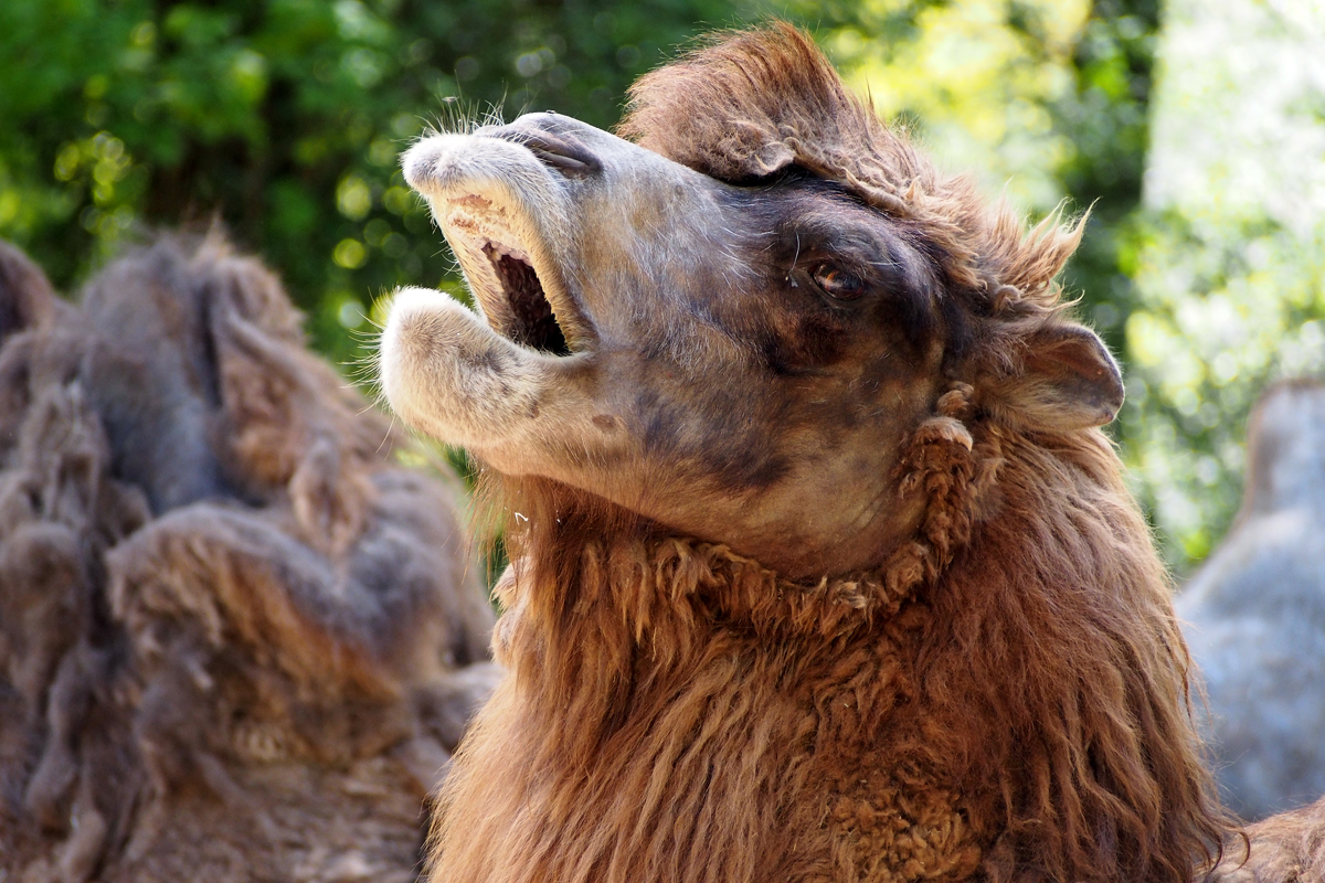 Ein Besuch im Zoo Dortmund / Trampeltier - "Fee ist mein Name"