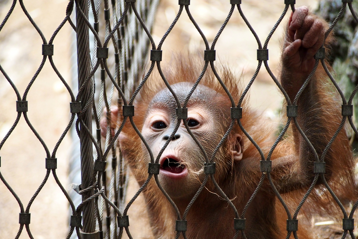 Ein Besuch im Zoo Dortmund / Orang-Utan - "Fee ist mein Name"