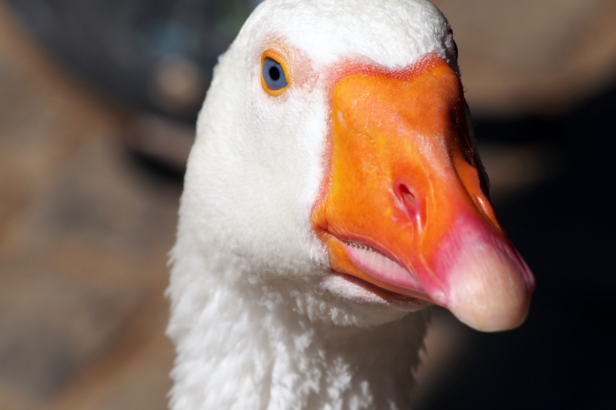 Ein Besuch im Zoo Dortmund / Gans - "Fee ist mein Name"