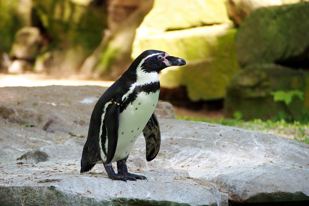 Ein Besuch im Zoo Dortmund / Pinguin - "Fee ist mein Name"