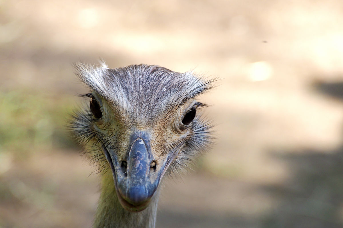 Ein Besuch im Zoo Dortmund / Nandu - "Fee ist mein Name"