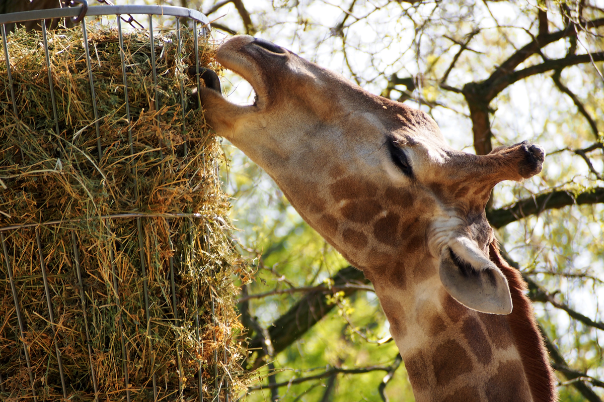 Ein Besuch im Zoo Dortmund / Giraffe - "Fee ist mein Name"