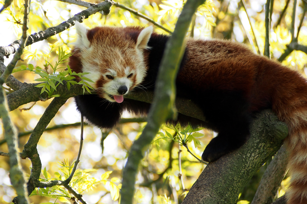 Ein Besuch im Zoo Dortmund / Roter Panda - "Fee ist mein Name"