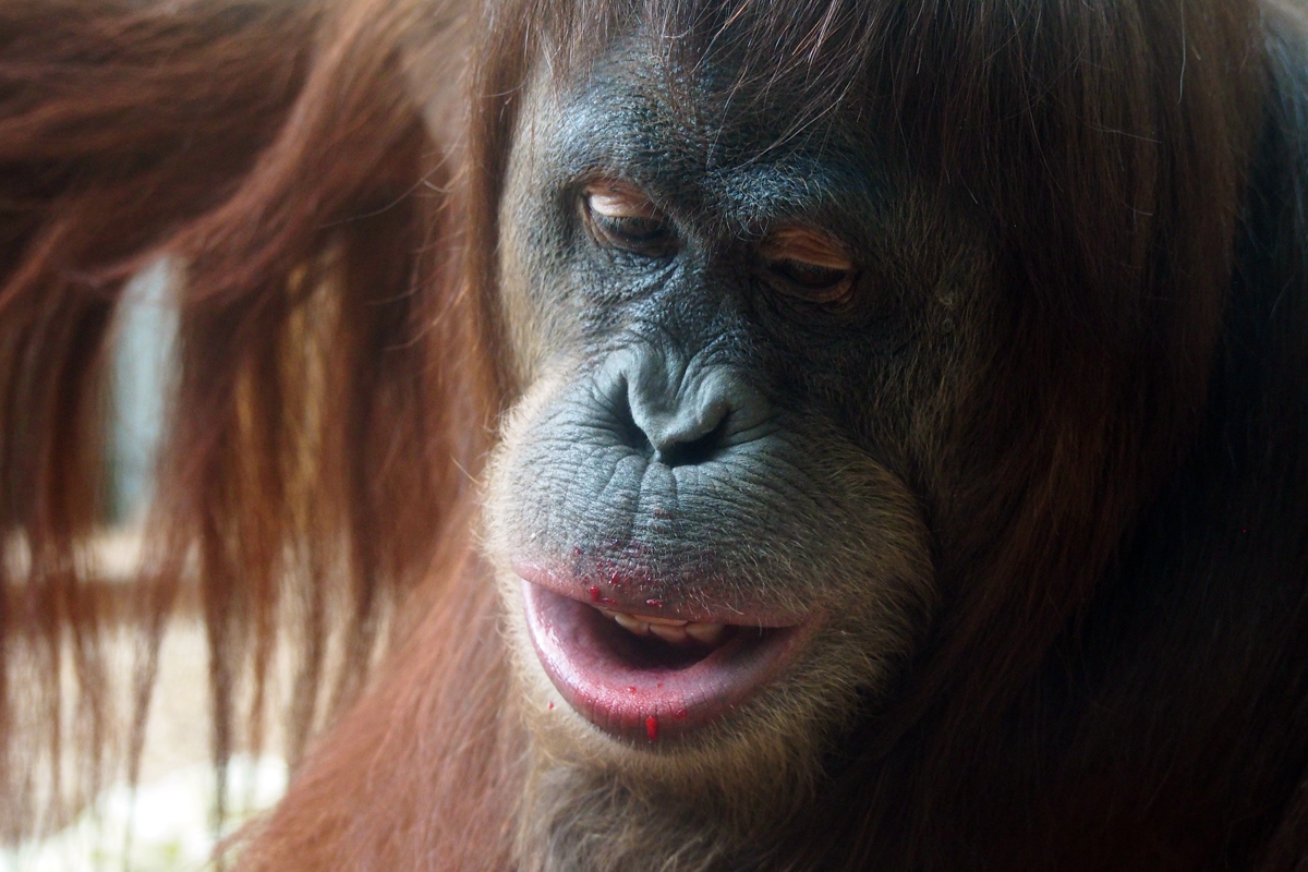 Ein Besuch im Zoo Dortmund / Orang-Utan - "Fee ist mein Name"