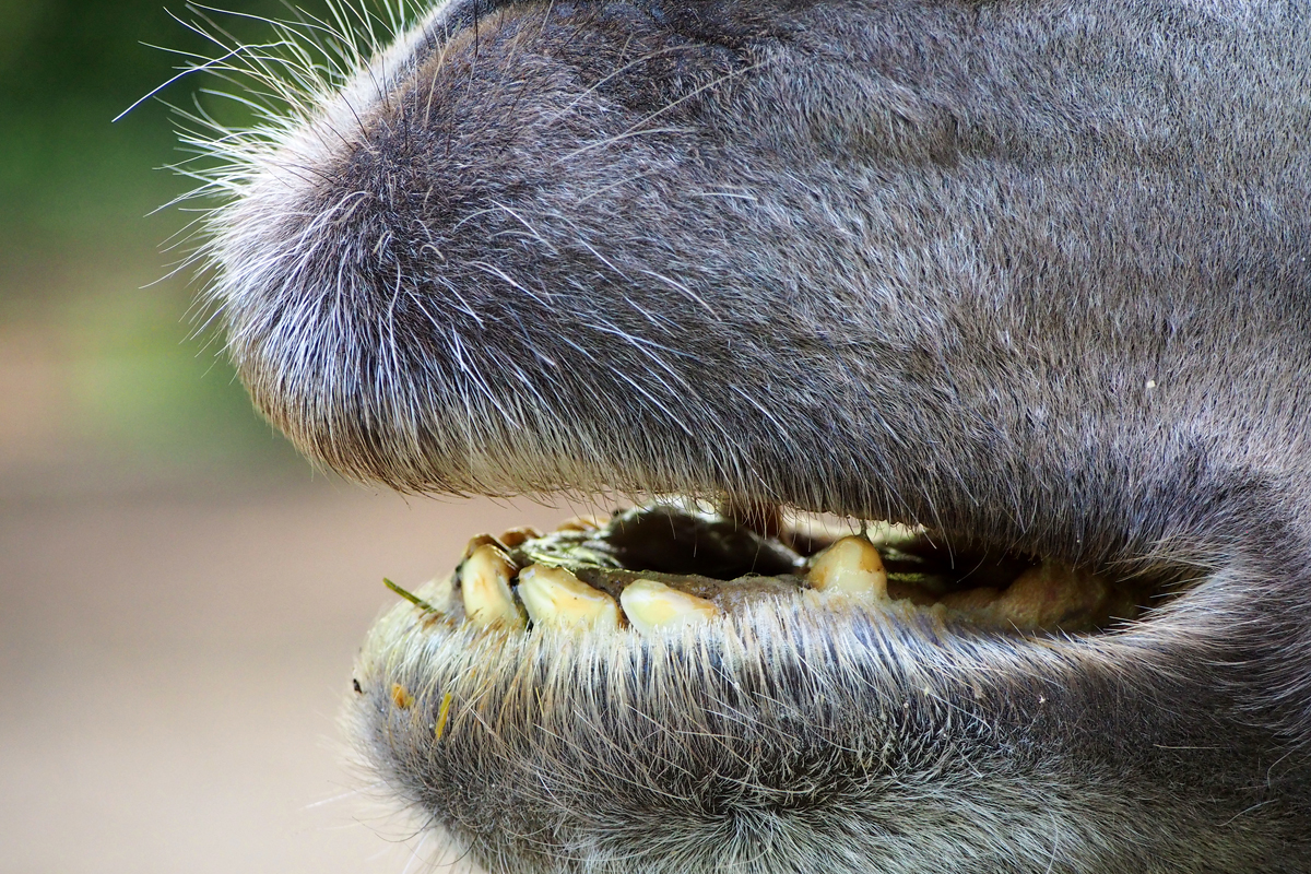 Ein Besuch im Zoo Dortmund / Trampeltier - "Fee ist mein Name"