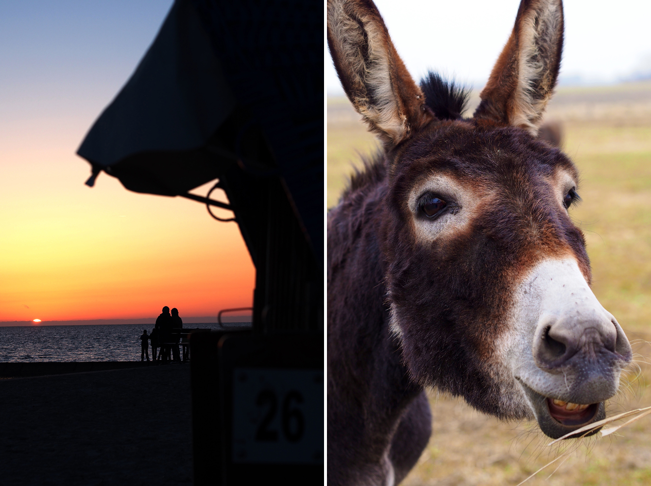 Sonnenuntergang in Norddeich und Esel - "Fee ist mein Name"