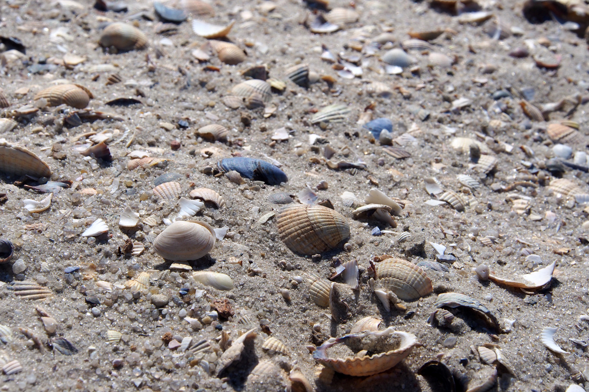 In Neuharlingersiel am Strand - "Fee ist mein Name"