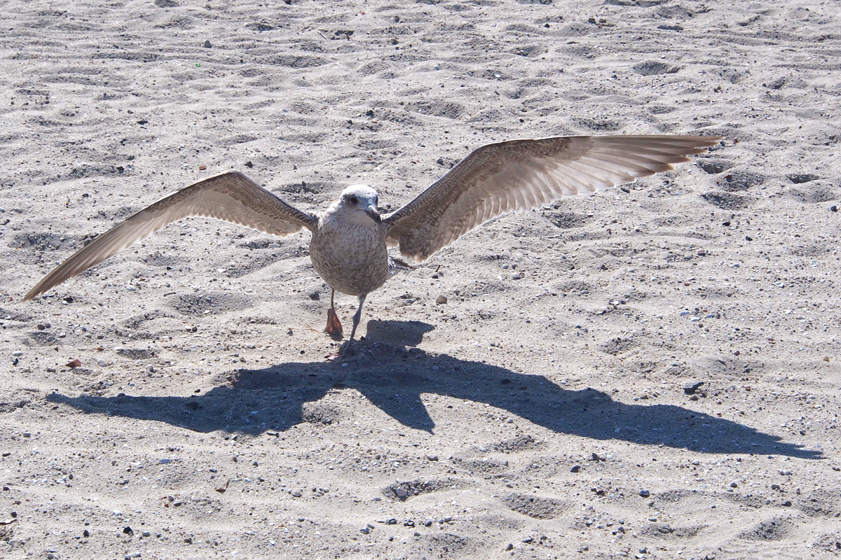 In Neuharlingersiel am Strand - "Fee ist mein Name"