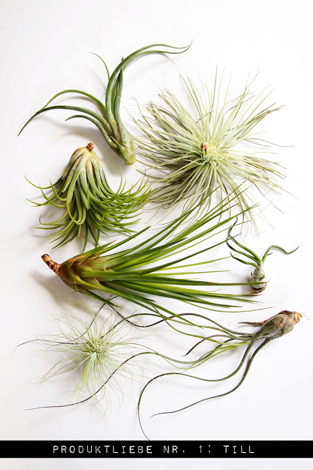 Airplants von "Till" - "Fee ist mein Name"