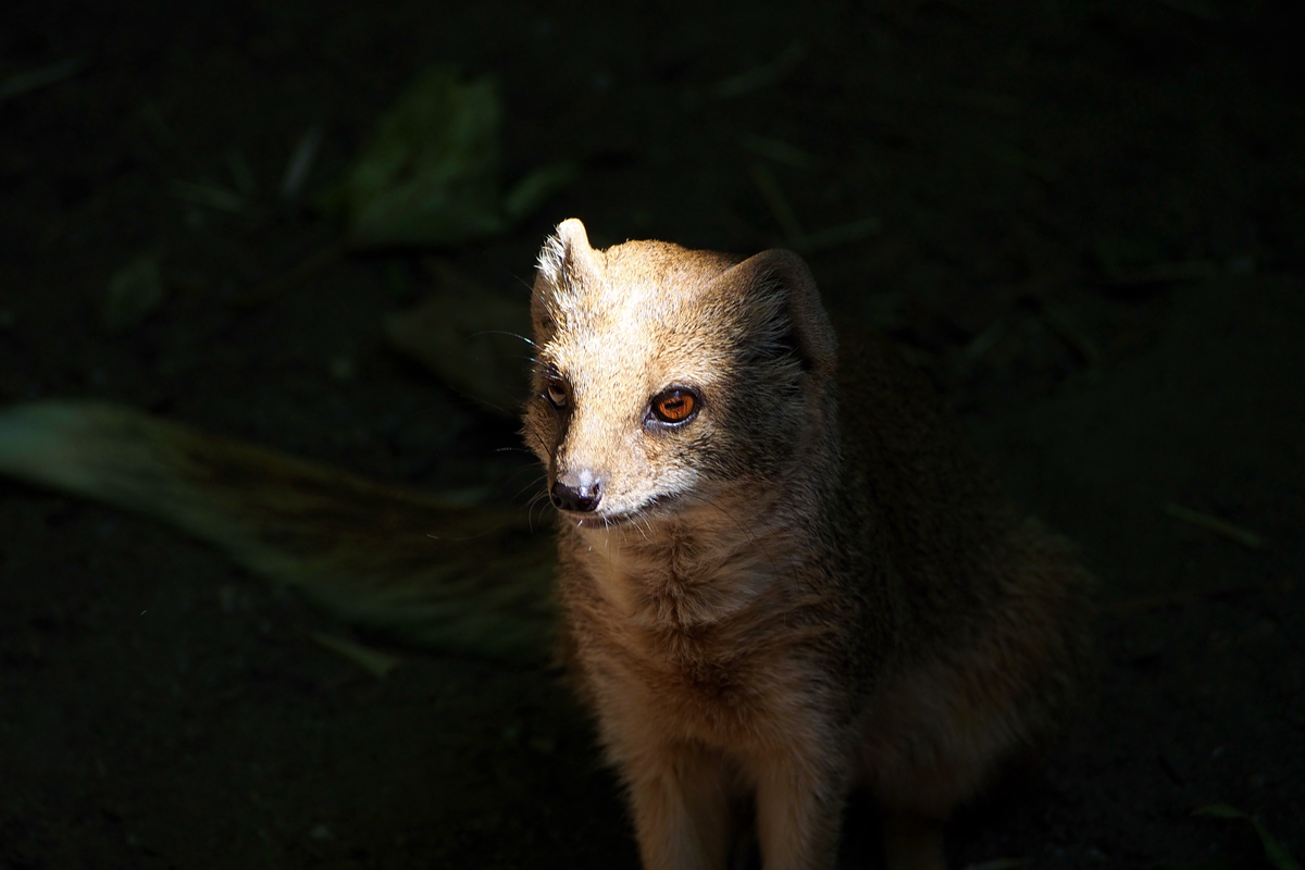 Ein Tag im Dortmunder Zoo - "Fee ist mein Name"