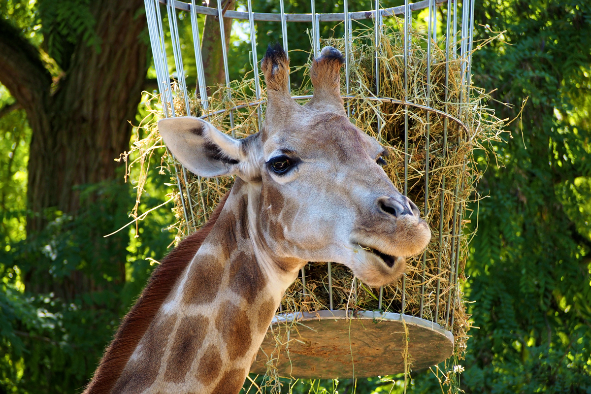 Ein Tag im Dortmunder Zoo - "Fee ist mein Name"