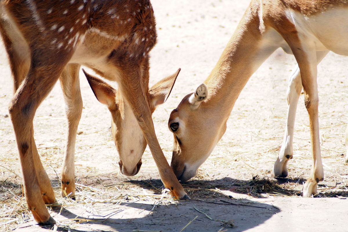 Ein Tag im Dortmunder Zoo - "Fee ist mein Name"