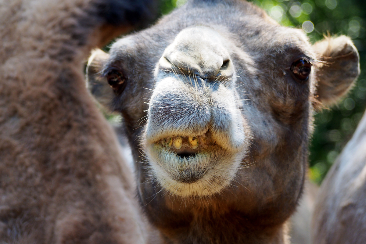 Ein Tag im Dortmunder Zoo - "Fee ist mein Name"