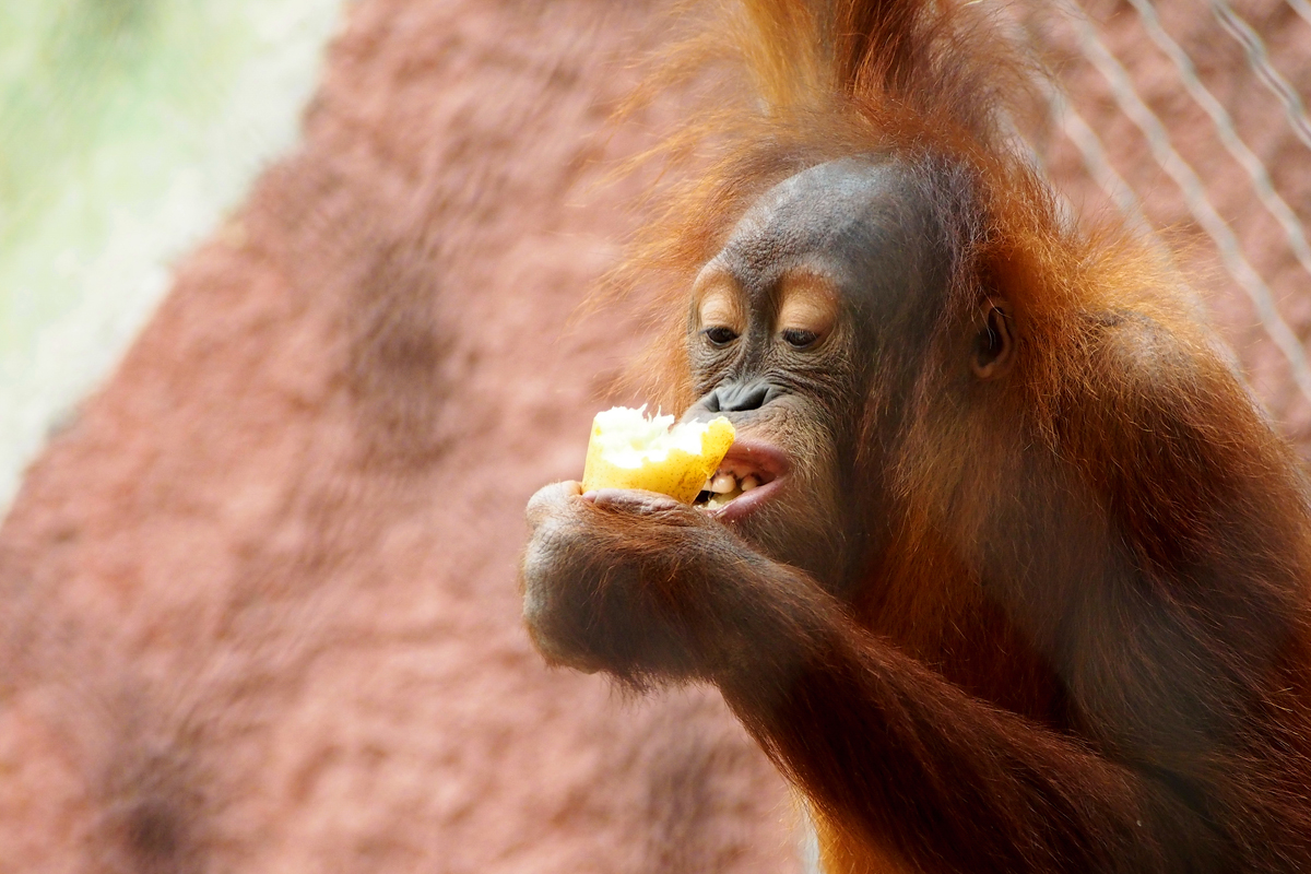 Ein Tag im Dortmunder Zoo - "Fee ist mein Name"