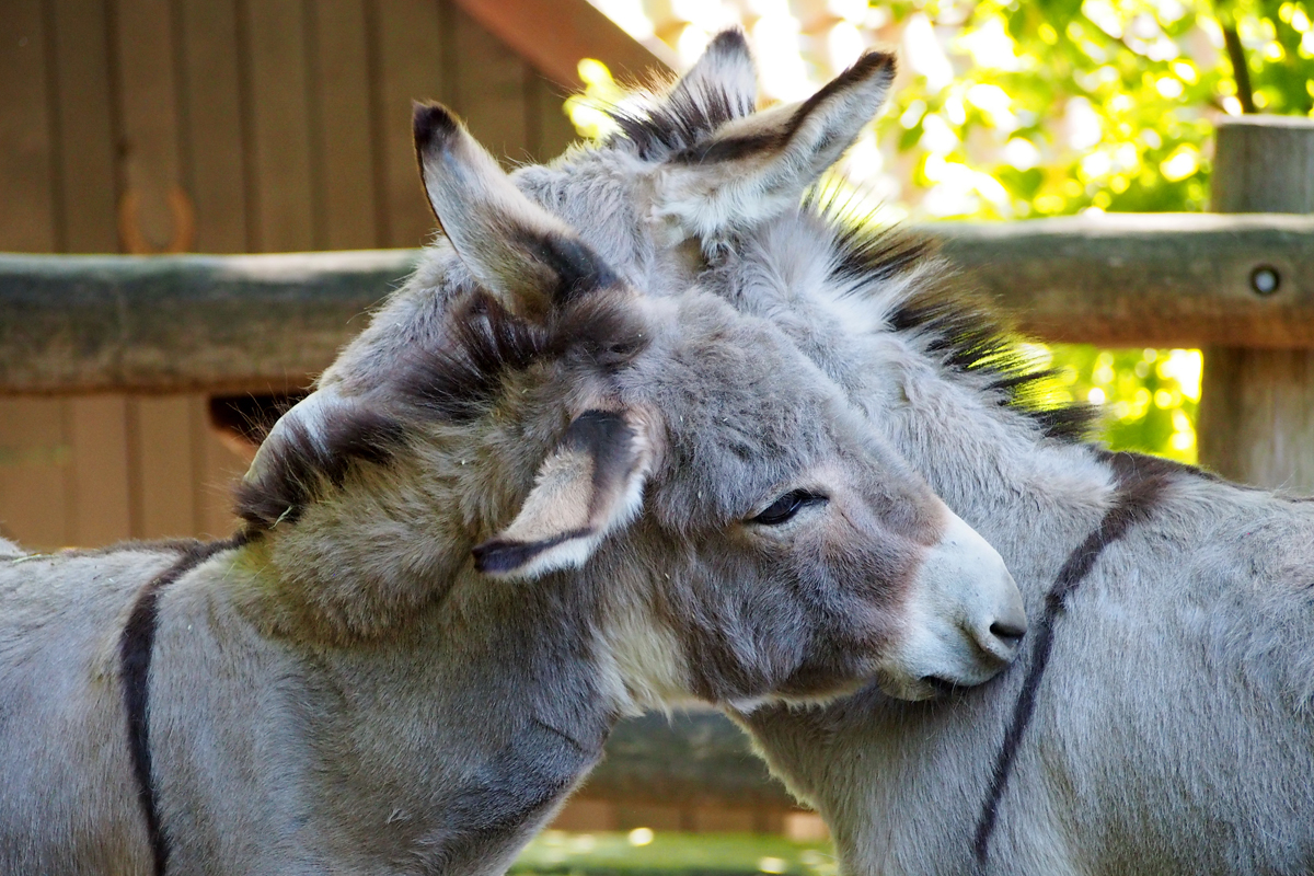 Ein Tag im Dortmunder Zoo - "Fee ist mein Name"