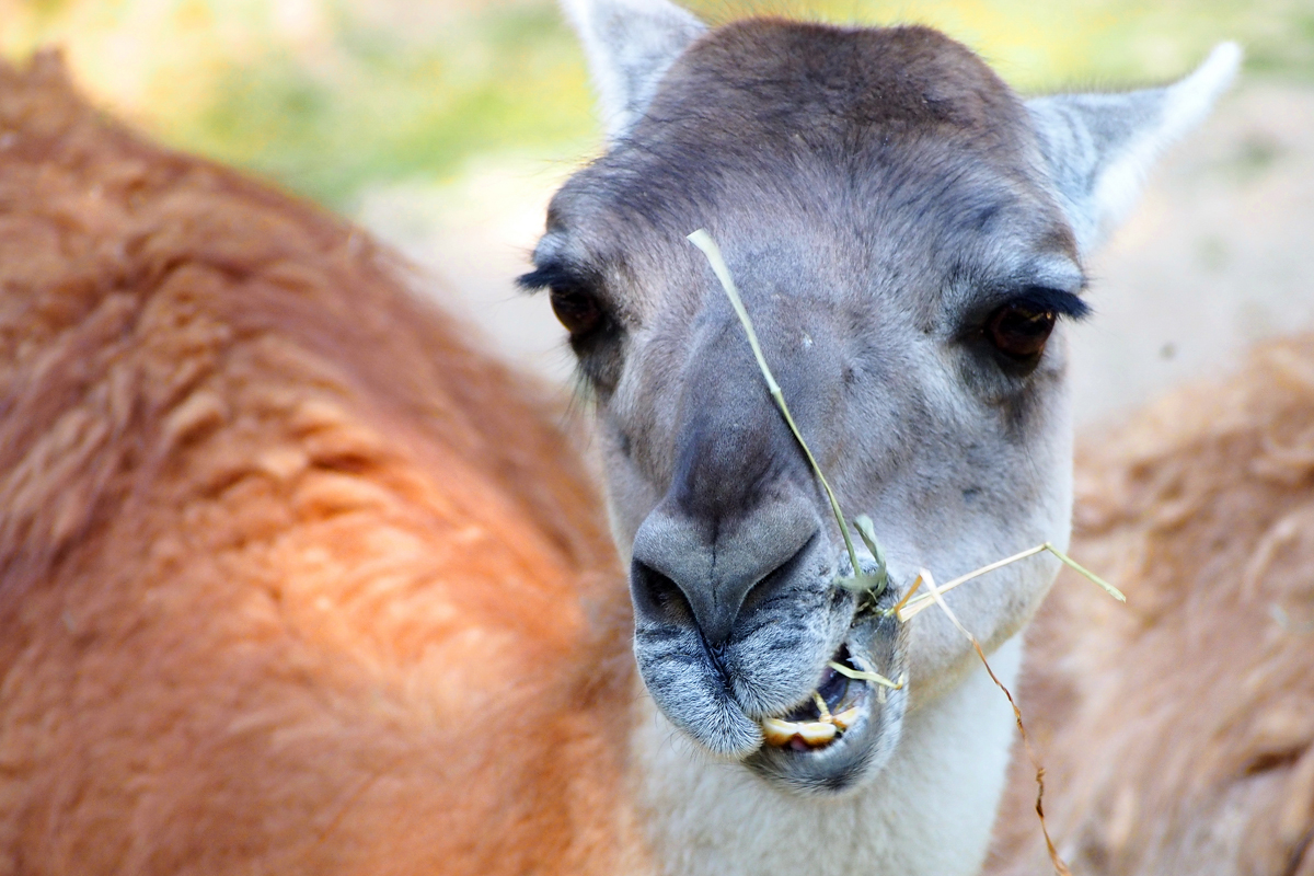 Ein Tag im Dortmunder Zoo - "Fee ist mein Name"