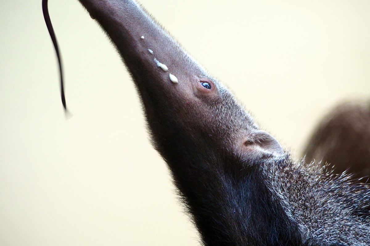 Ein Tag im Dortmunder Zoo - "Fee ist mein Name"