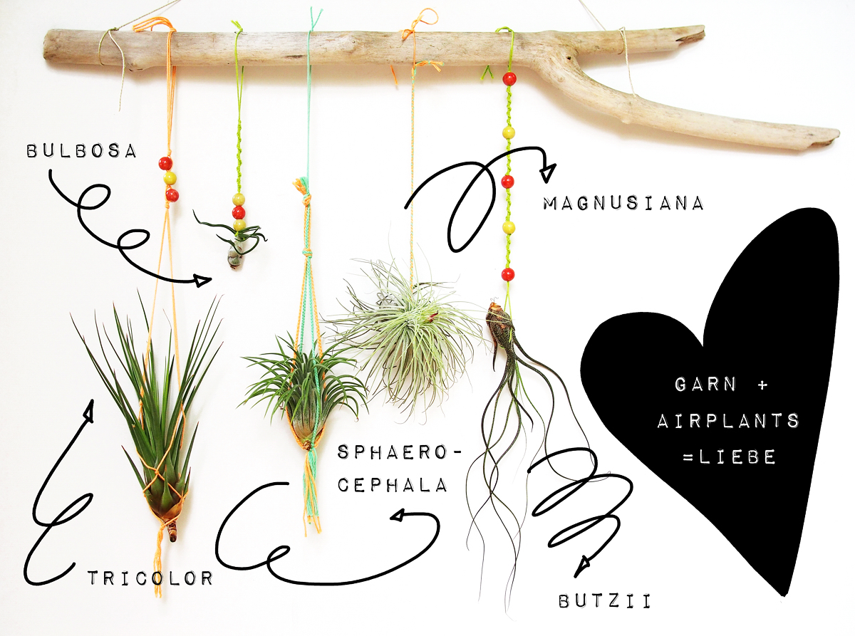 Sommerliche Deko mit Airplants, Garn und Treibholz // Tillandsia hangers with baker's twine - "Fee ist mein Name"