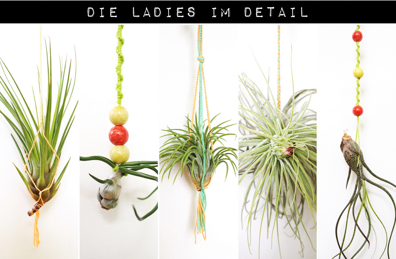 Sommerliche Deko mit Airplants, Garn und Treibholz // Tillandsia hangers with baker's twine - "Fee ist mein Name"