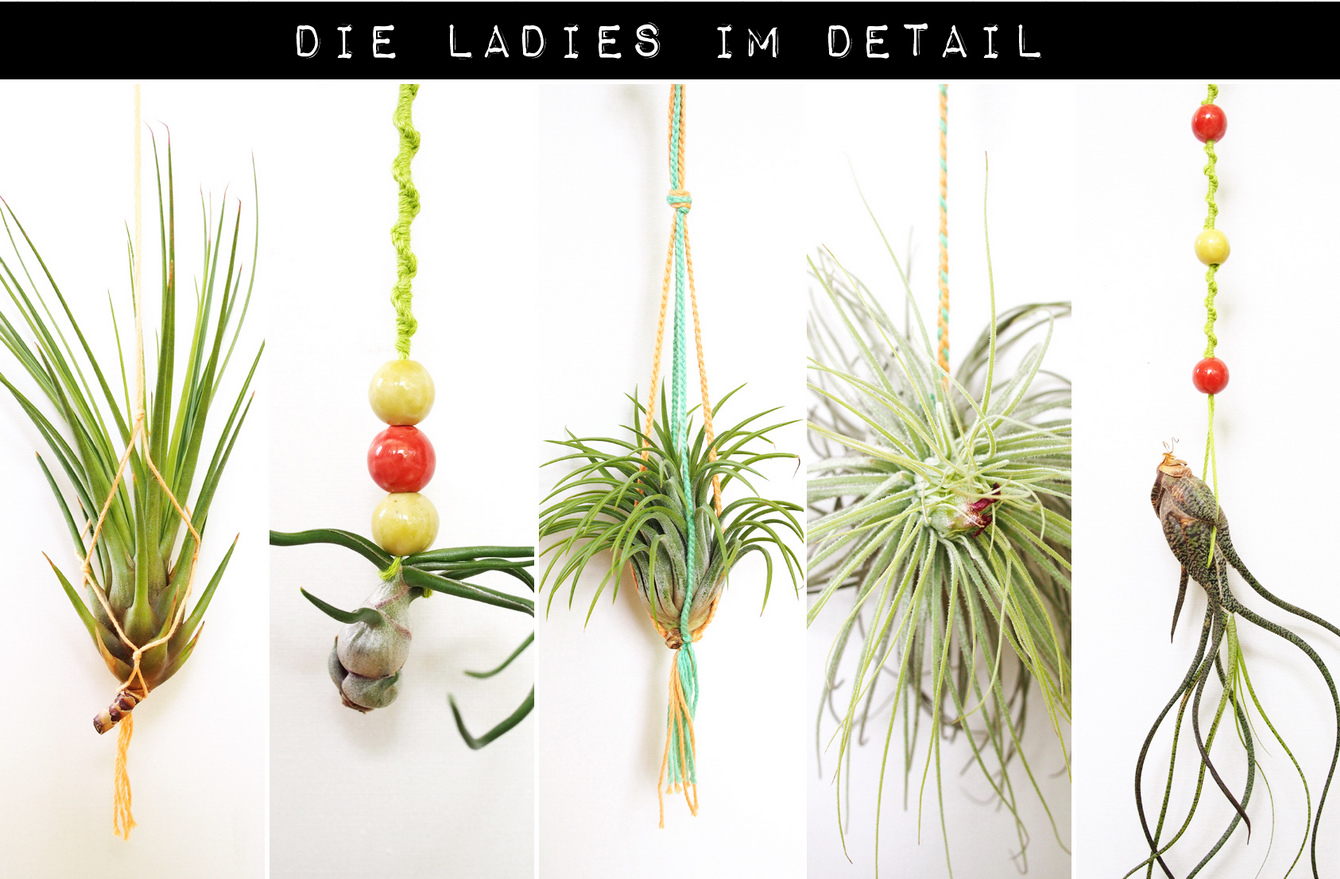 Sommerliche Deko mit Airplants, Garn und Treibholz // Tillandsia hangers with baker's twine - "Fee ist mein Name"