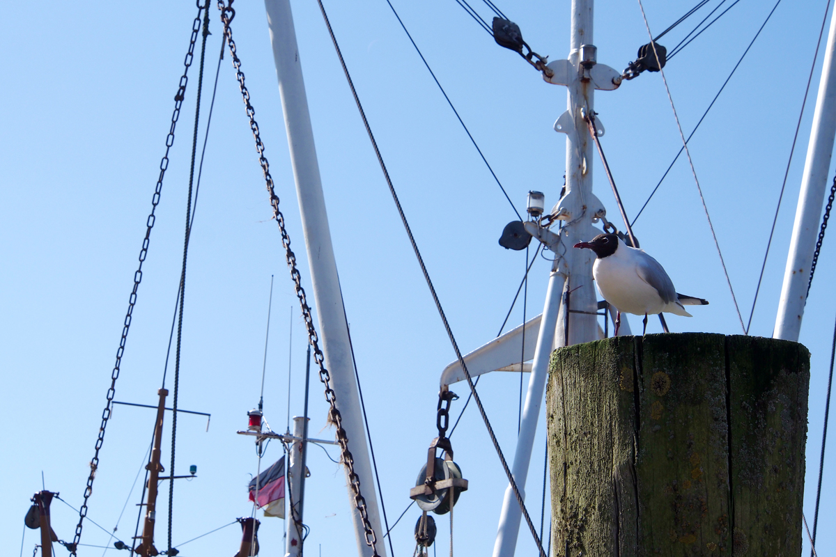 Neuharlingersiel im April - "Fee ist mein Name"