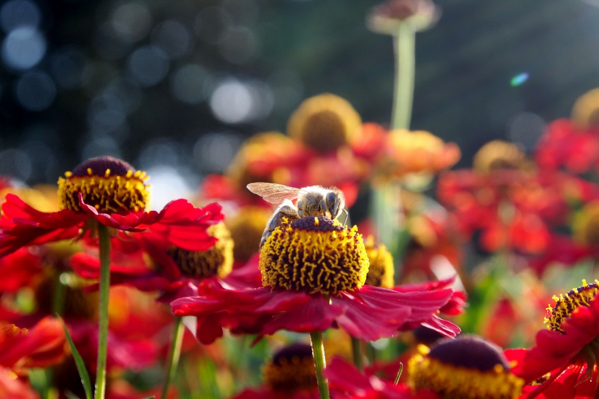 Von Bienchen und Blümchen