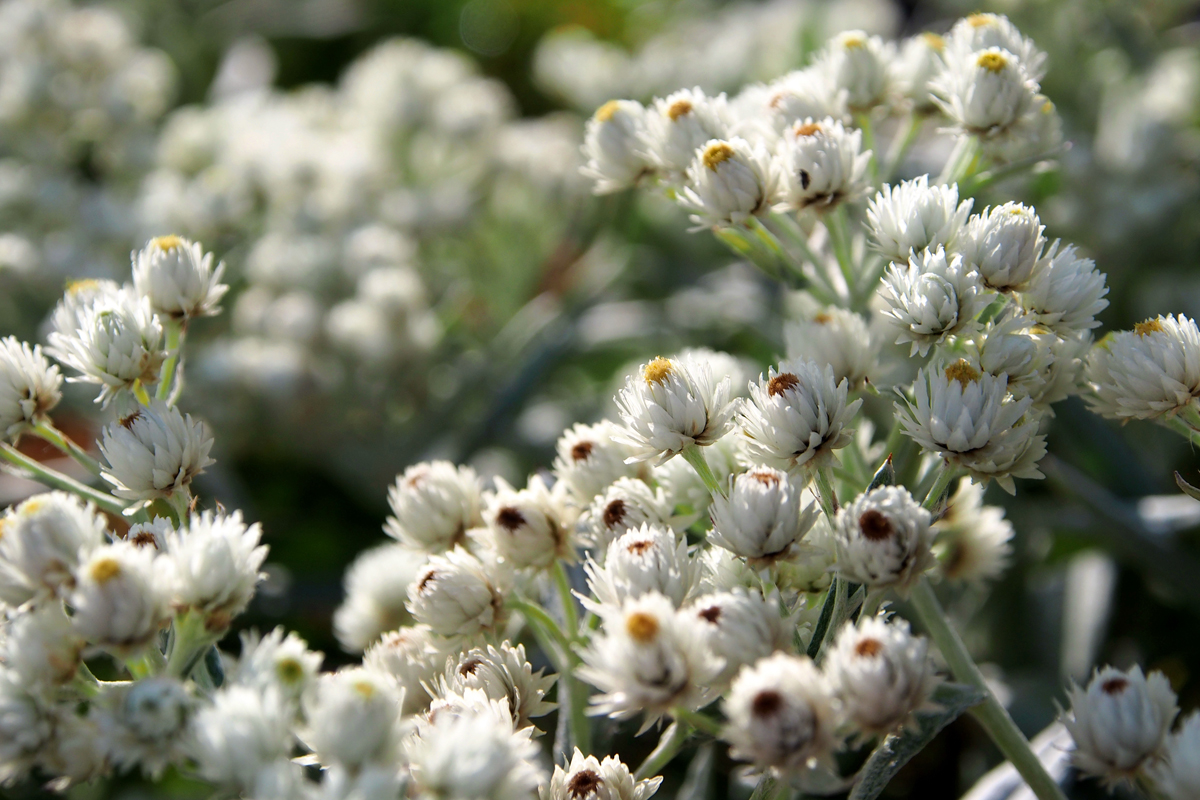 Blumenpracht im Westfalenpark Dortmund - "Fee ist mein Name"