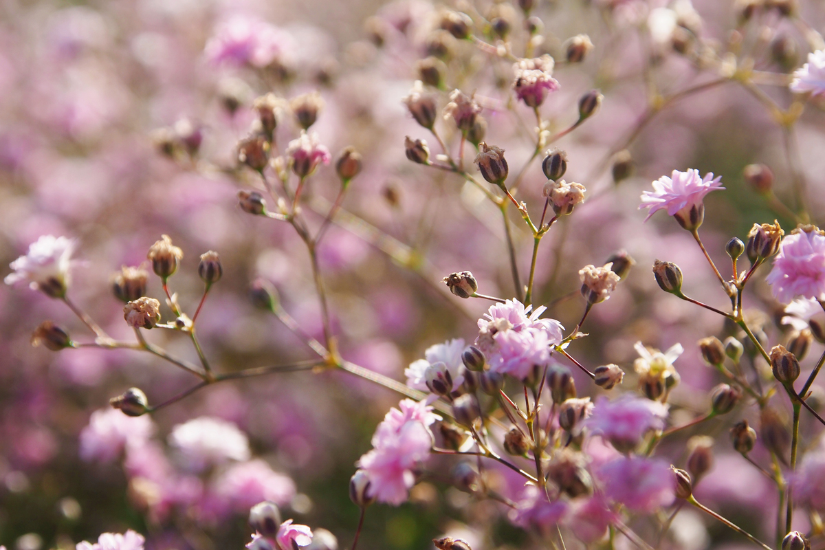 Blumenpracht im Westfalenpark Dortmund - "Fee ist mein Name"